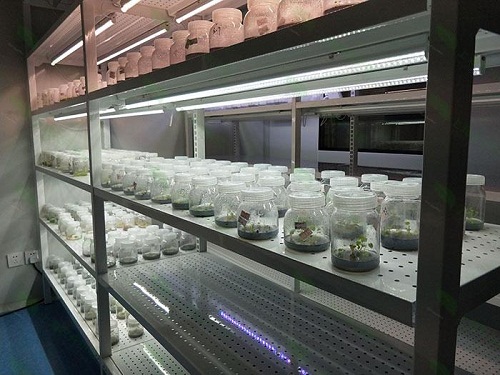 永和植物组织培养实验室设计建设方案